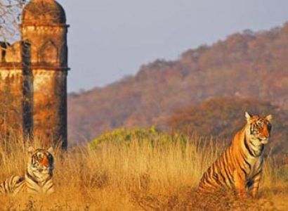 Tiger Reserve Tour Package