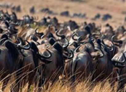 5 Days Samburu, Sweetwaters, Treetops, Lake Nakuru, Masai Mara, Amboseli, Tsavo Tour