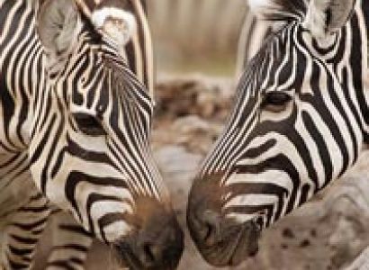 3 Days Ngutuni Saltlick Safari Tour