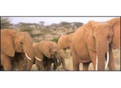 9 Days Aberdares, Samburu, Lake Nakuru, Masai Mara, Amboseli Tour