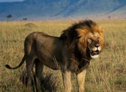 3 Days Ngorongoro - Lake Manyara Tour