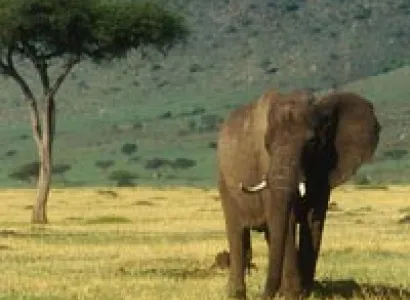 5 Days Lake Manyara, Ngorongoro, Serengeti Tour