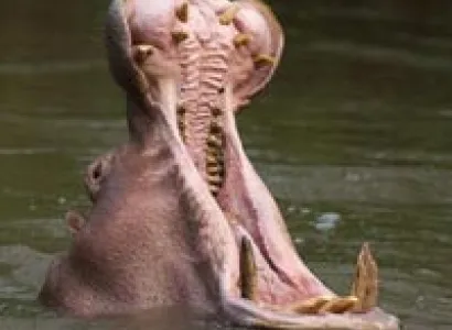 Uganda Hot Spots Tour