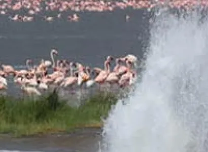 Four days 3 nights lake Nakuru, Lake Bogoria, Lake Naivasha.