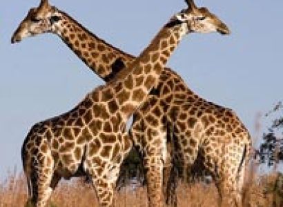 360 Kenya Safari Packages