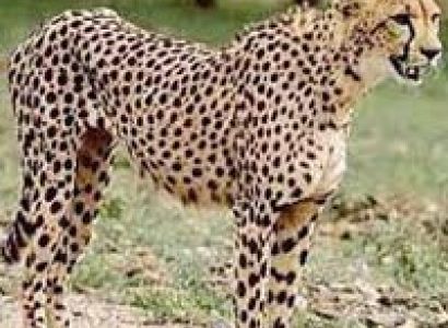 Budget Kenya Package