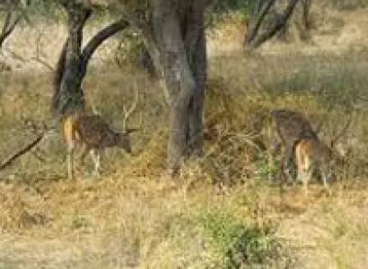 Golden Triangle Tour with Wildlife