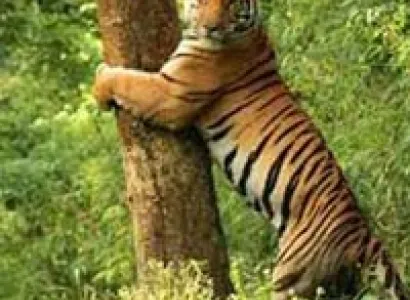 Kipling's Playground Tiger Tour