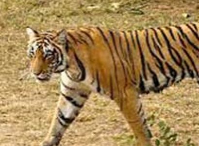 Corbett Wildlife Tour