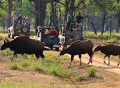 Kanha Tour From Nagpur