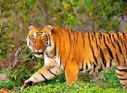 Corbett Wildlife Safari Tour