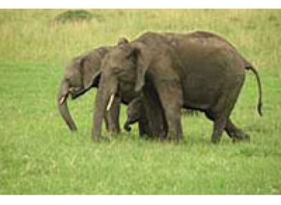 6N/7D Masai Mara, Lake Nakuru, Amboseli Camping Tour