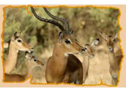 Mount Kilimanjaro Hiking Tours