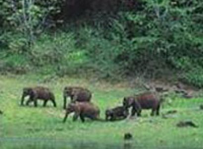 Kerala Hill Station & Wild Life Tour