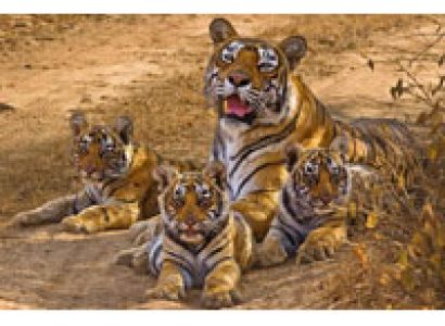 Taj Mahal and Wildlife Tour