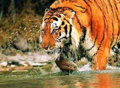 Wildlife Safari a Sunderban Tiger Camp in Sunderbans Tour