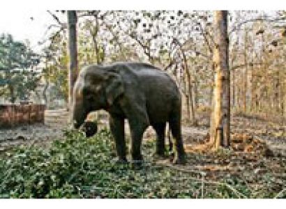 Corbett National Park Tour