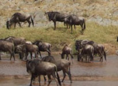 7 Days African Safaris, Tanzania Wildlife Safaris Tour