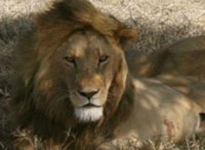 Tanzania Wildlife Safaris, Camping Safaris 10 Days Package