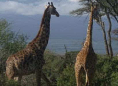 Climb Kilimanjaro Machame Route