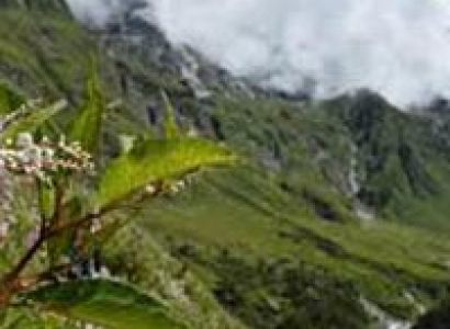 Valley Of Flowers Ex Dehradun Package