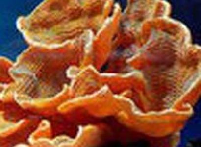 Andaman Tour Package 19