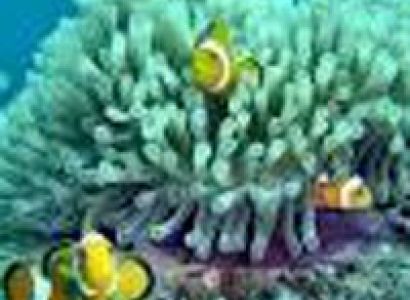 Andaman Tour Package 20