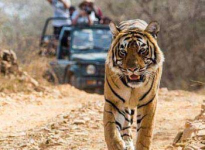Spacial Jim Corbett Package