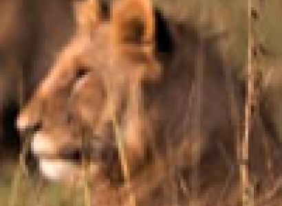 Mara Serena Safari Lodge