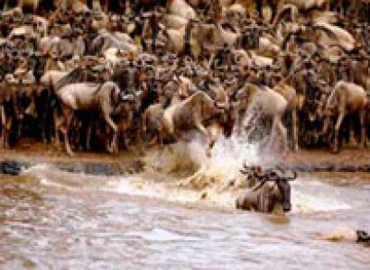 8 Days Amboseli/Lake Nakuru/Masai Mara Wildlife Lodge Safari Package