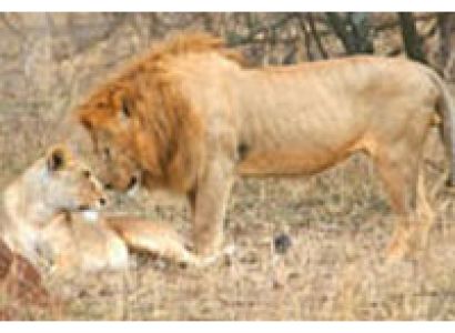 Serengeti Camping Safari - Tanzania Tour Package