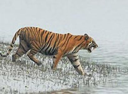 Sundarbans Forest Tour