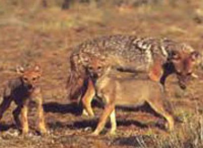 Wildlife of Rajasthan Tour