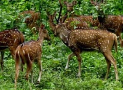 3 Days Periyar Tour with Tree house
