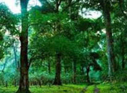 Short Escape to Wayanad Tour