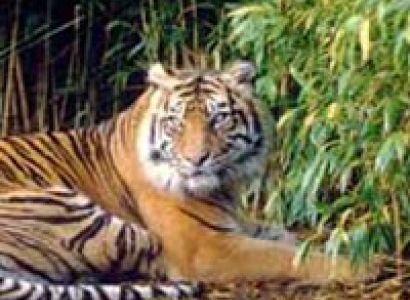 3 Days Wayanad Tour with Vythiri Tree house