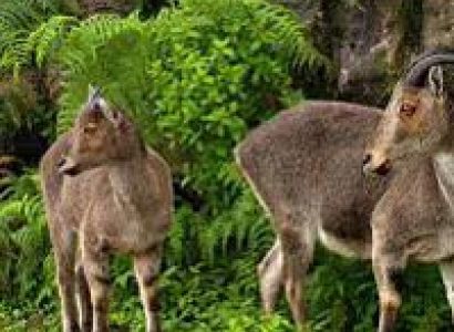 Short Escape to Periyar Tour