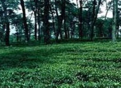 Palampur Droping Tour