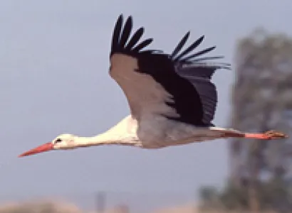 Birdwatching Wild Jordan Tour