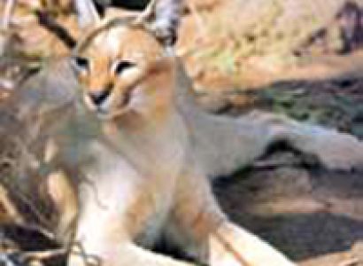 Wildlife Jordan Tour