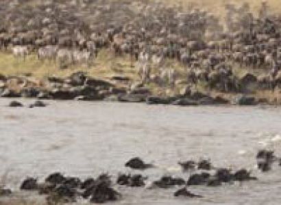 Masai Mara Tour - 3 Days 2 Nights