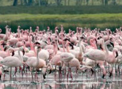 4 Nights / 5 Days Kenya Bird Watching Safari