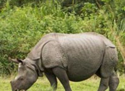 Wildlife Tour of Assam & Arunachal Tour