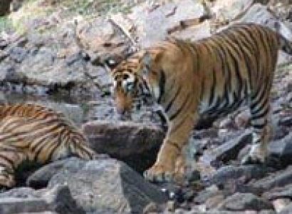 Classic India Wildlife Tours