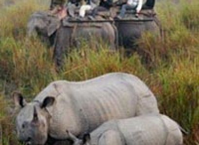 The One horned Rhino with Hoolock Gibbons Tour