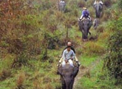 Wildlife Tour of Assam Tour