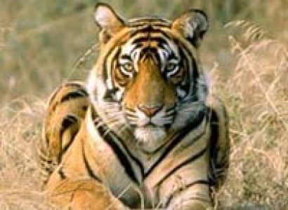 North & Central India Tiger Tour