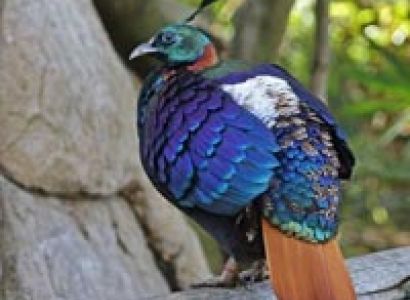 Birding Across Bhutan Tour