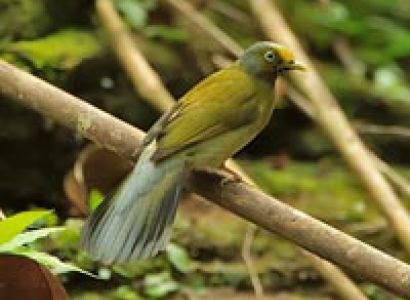 Endemics Birding Tour of South India
