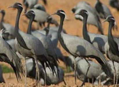 Gujarat Bird Watching Tour